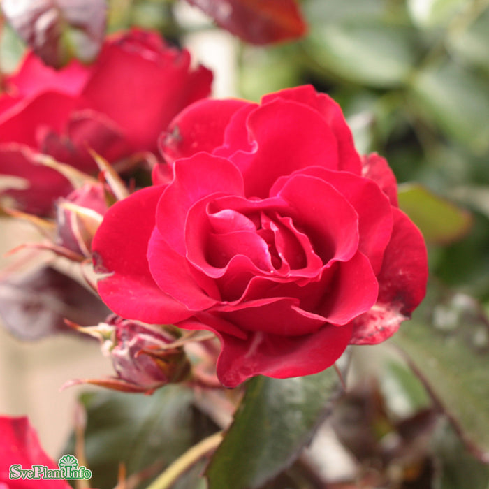 Rosa 'Europeana' A kval C4