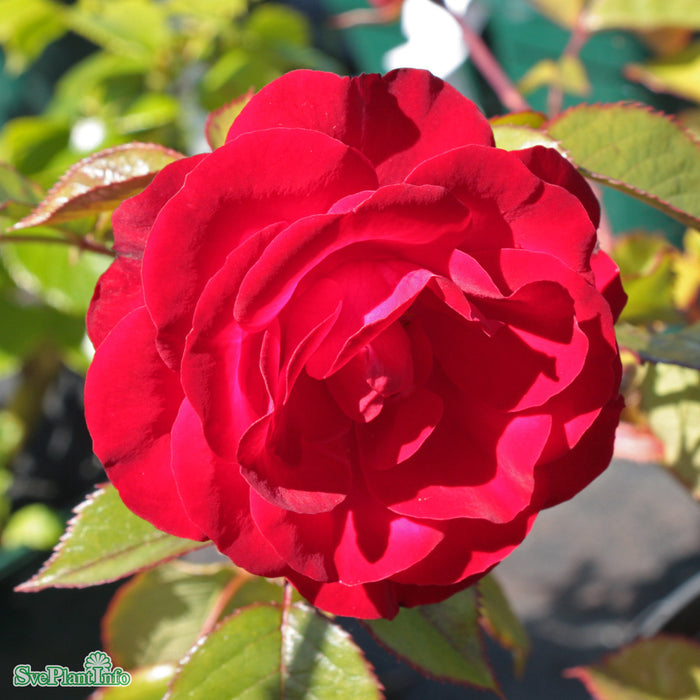 Rosa 'Europeana' A kval C4