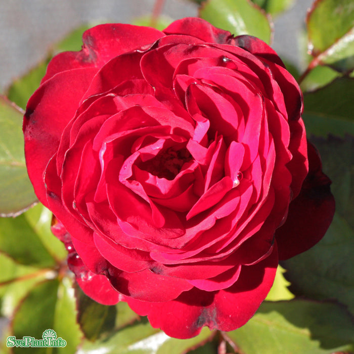 Rosa 'Europeana' A kval C4