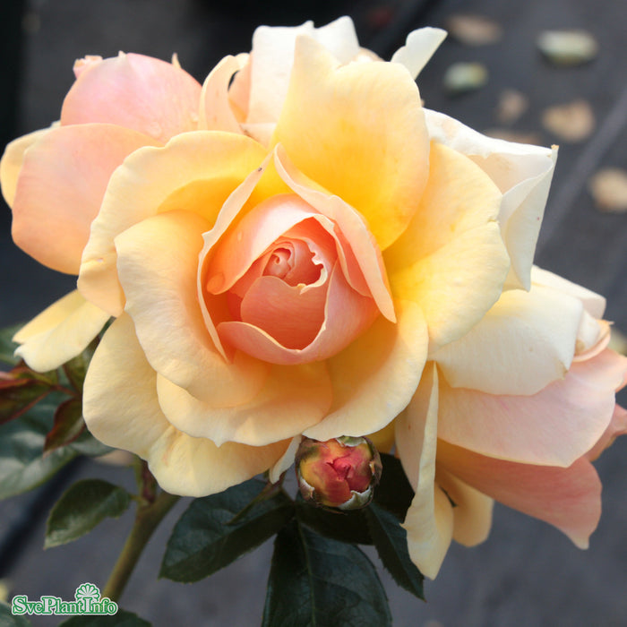 Rosa 'Hansestadt Rostock' Stam 90cm Co