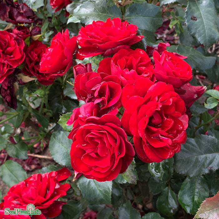 Rosa 'Lavaglut' A kval C4