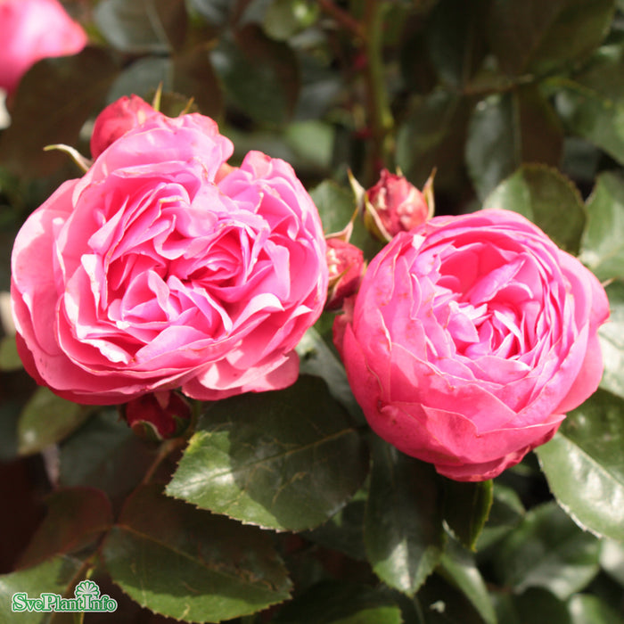 Rosa 'Leonardo da Vinci' A-kval C5