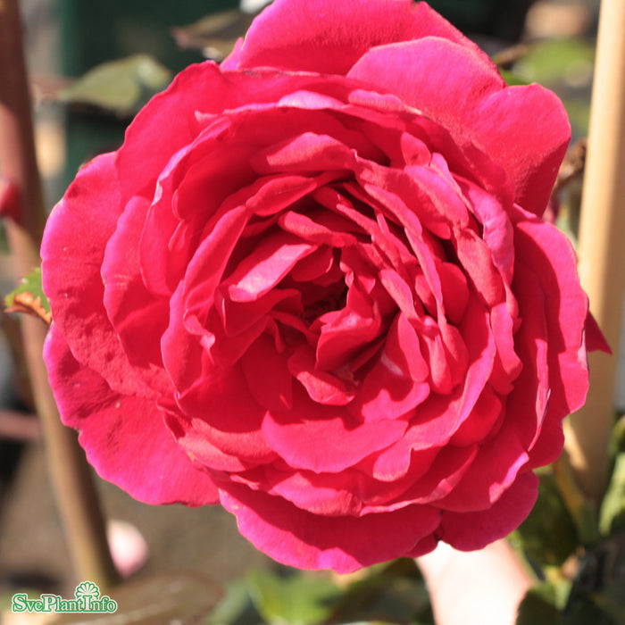 Rosa 'Sympathie' A kval C4