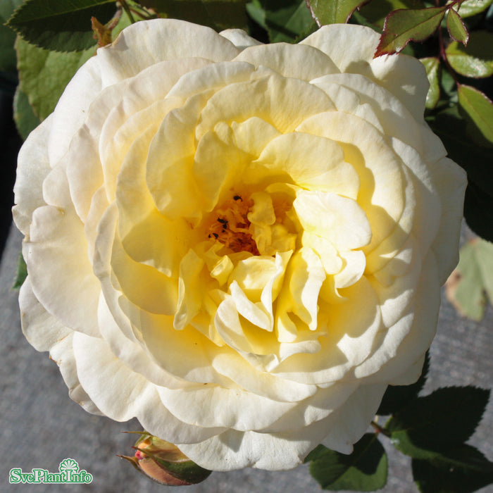 Rosa 'Stockholm' C4