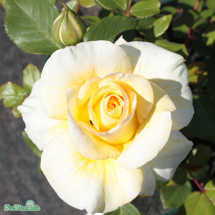 Rosa 'Stockholm' C4