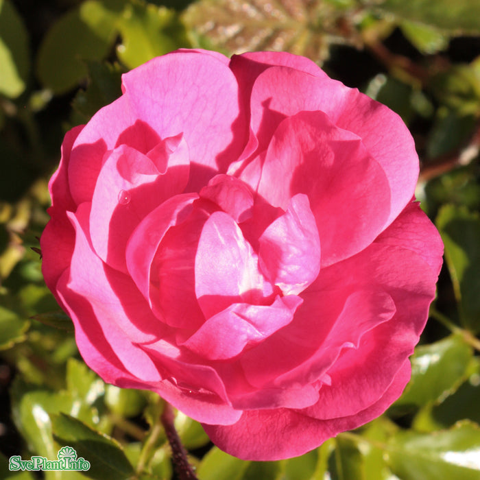 Rosa 'Heidetraum' A-kval