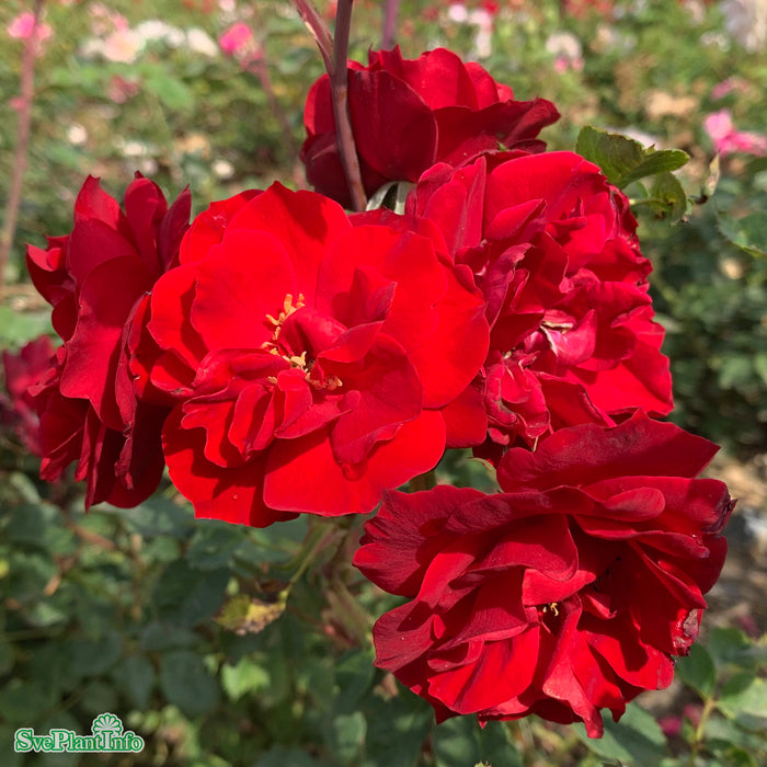 Rosa 'Hope For Humanity' A kval C4