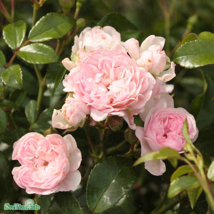 Rosa 'The Fairy' A-kval C4
