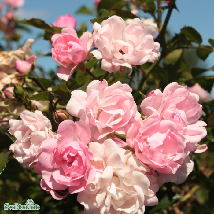Rosa 'The Fairy' A-kval C4