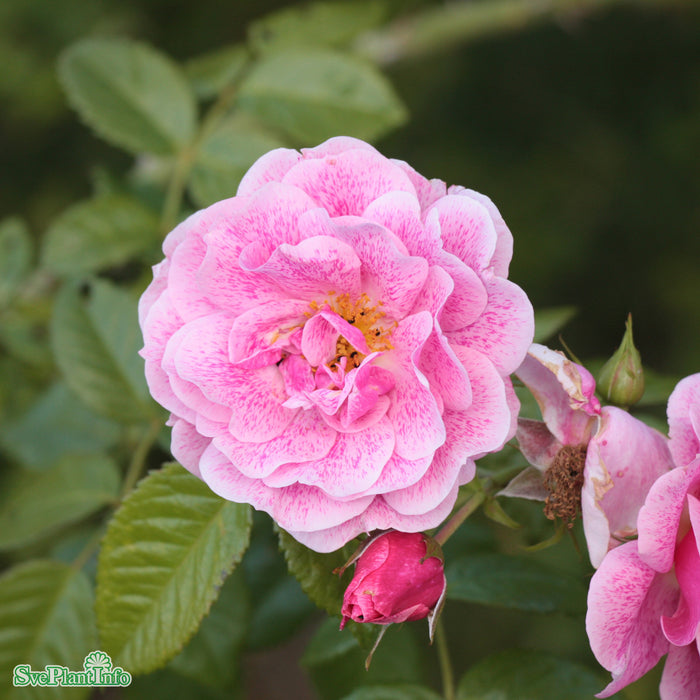 Rosa 'Camelot' C20 200-250cm