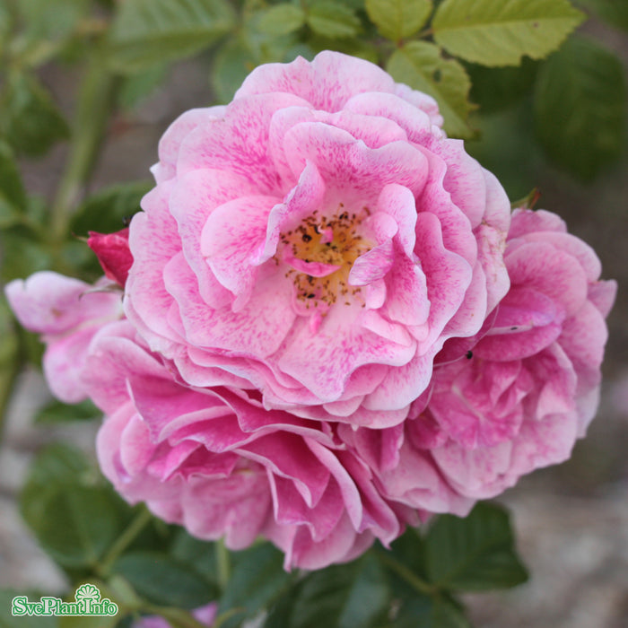 Rosa 'Camelot' C20 200-250cm