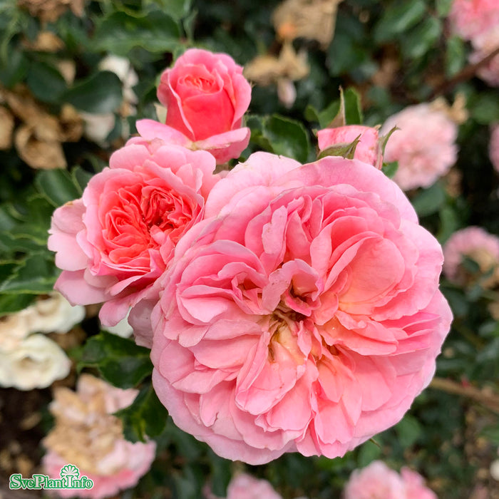 Rosa 'Nordina' A kval C4