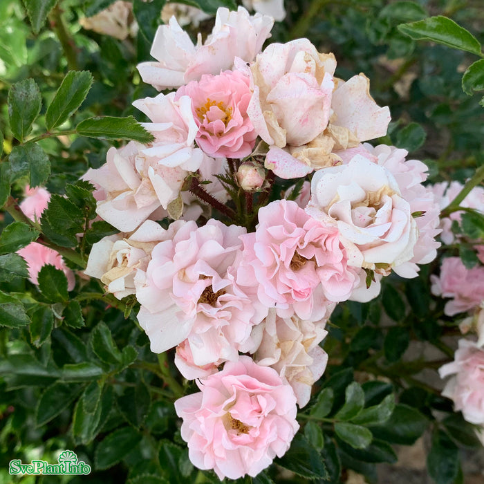 Rosa 'Rosenholm' A kval C4