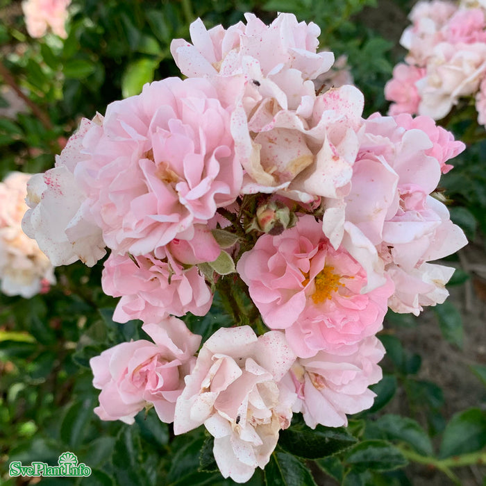 Rosa 'Rosenholm' A kval C4