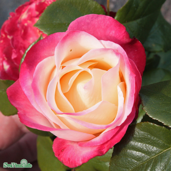 Rosa 'Nostalgie' A-kval C5