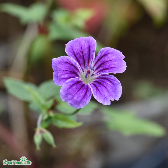 Geranium nodosum 'Clos Du Coudray' A-kval