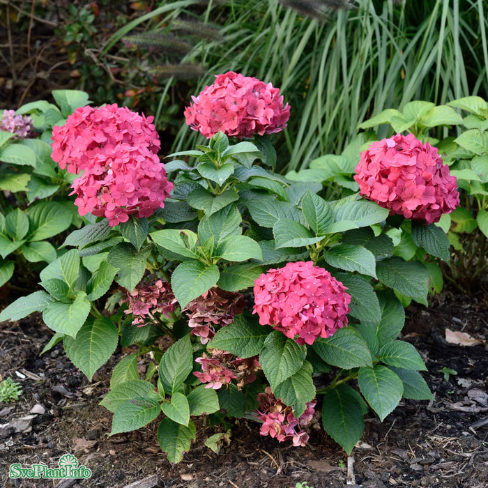 Hydrangea Endless Summer 'SummerLove' lila Busk C5