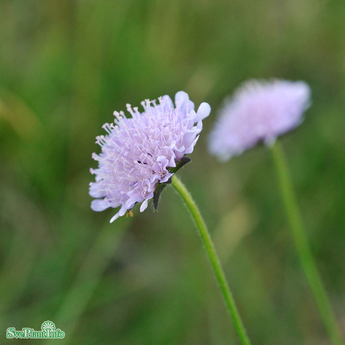 Knautia arvensis A-kval