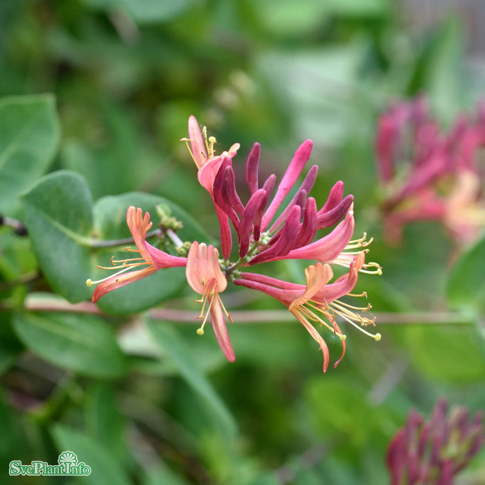 Lonicera x heckrottii 'American Beauty' A-kval C2