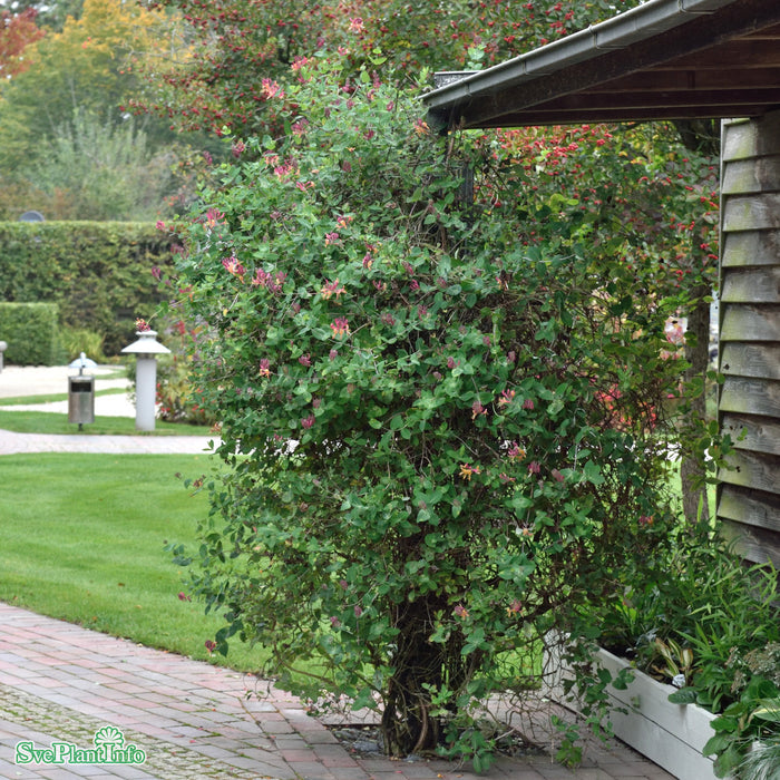 Lonicera x heckrottii 'American Beauty' A-kval C5