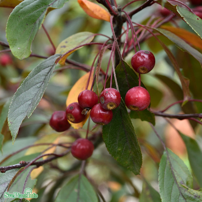 Malus toringo 'Scarlett' Stam C10 120cm