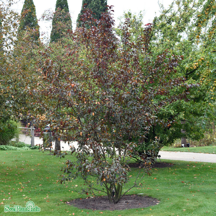 Malus toringo 'Scarlett' Solitär C10 80-100cm