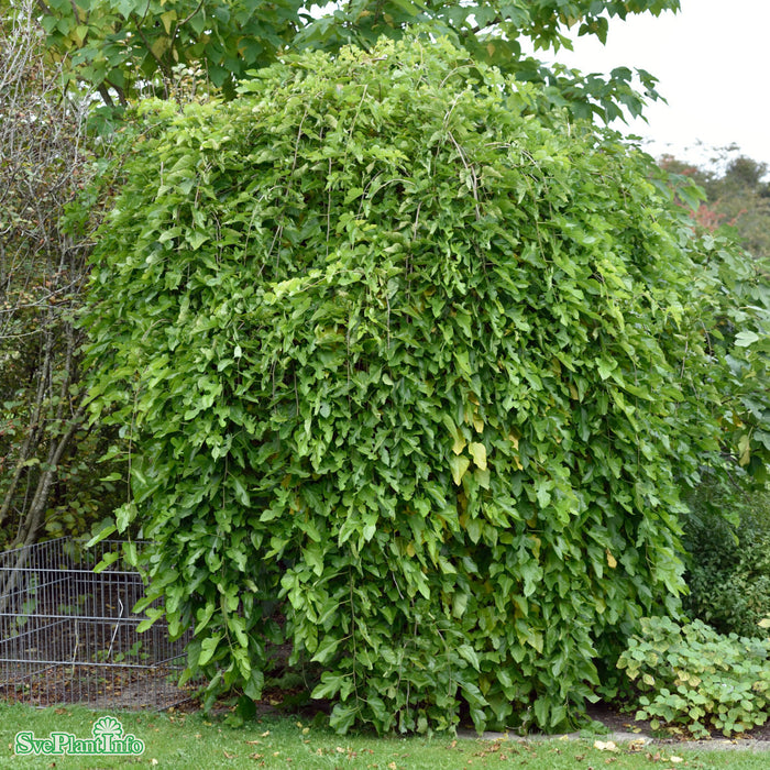 Morus alba 'Pendula' Stam C18 200cm So 8-10