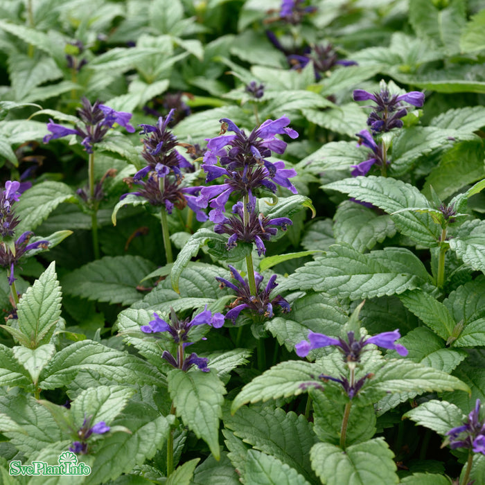 Nepeta 'Neptune' A-kval