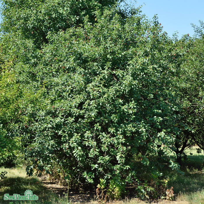 Prunus cerasus 'Ostheimer' P.Colt Stam 2-års A-kval Co