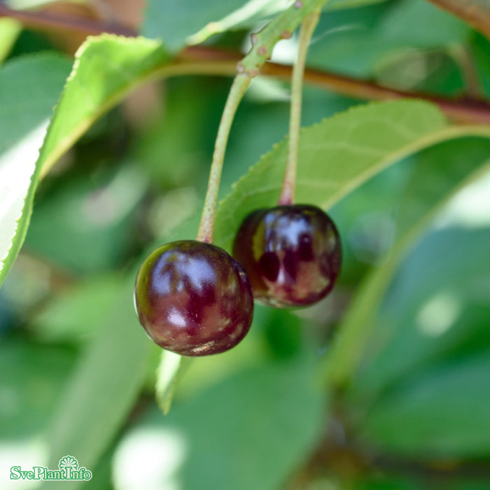 Prunus cerasus 'Ostheimer' P.Colt Stam 2-års A-kval Co