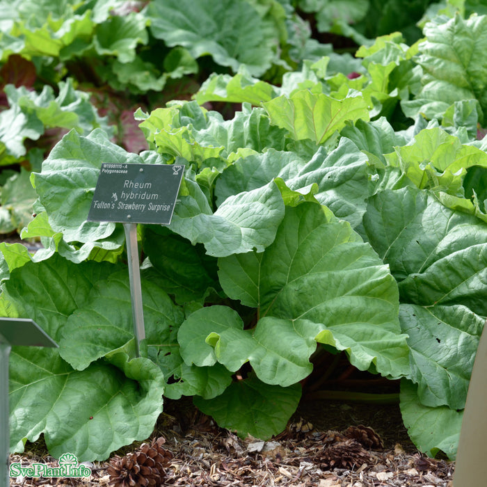 Rheum rhabarbarum 'Fulton's Strawberry Surprise' C3
