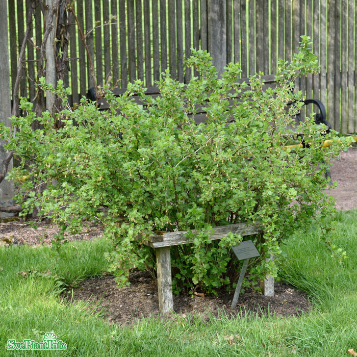 Ribes (Grossularia) 'Hinnonmäki Gul' Stam Co