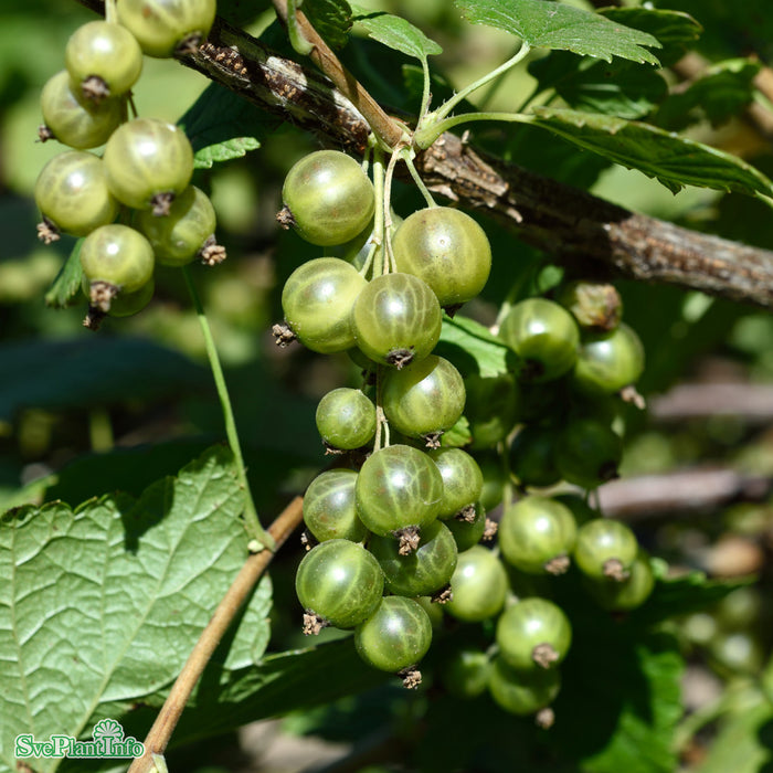 Ribes nigrum 'De Gröna' C3,5