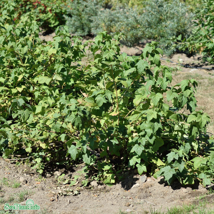 Ribes nigrum 'De Gröna' C3,5
