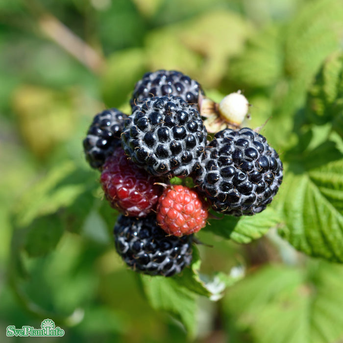 Rubus occidentalis 'Jewel' A-kval C3,5