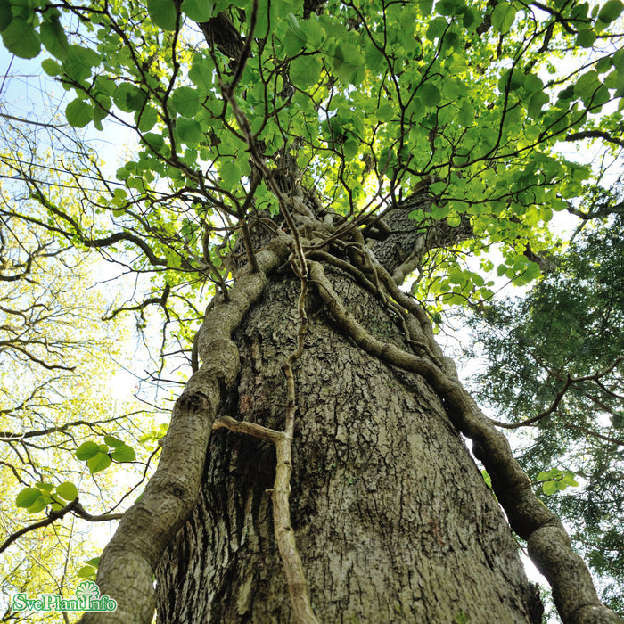 Schizophragma hydrangeoides A-kval C2