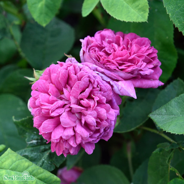 Rosa 'Rose de Rescht' C4,5