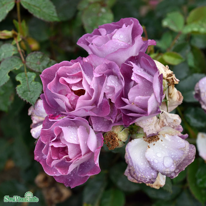 Rosa 'Blue For You' C4
