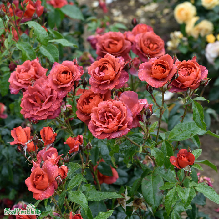 Rosa 'Hot Chocolate' C4
