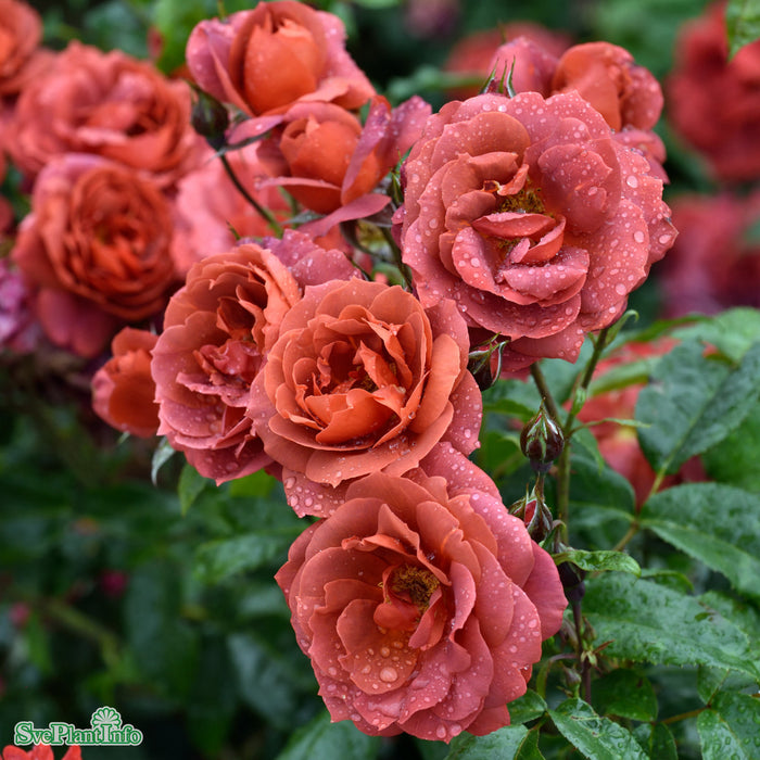 Rosa 'Hot Chocolate' C4