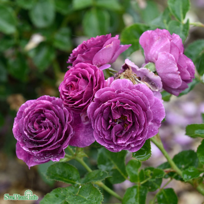 Rosa 'Minerva' C4