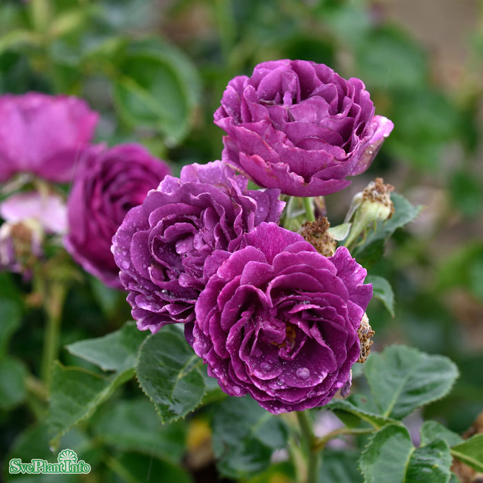 Rosa 'Minerva' Stam 60cm Co