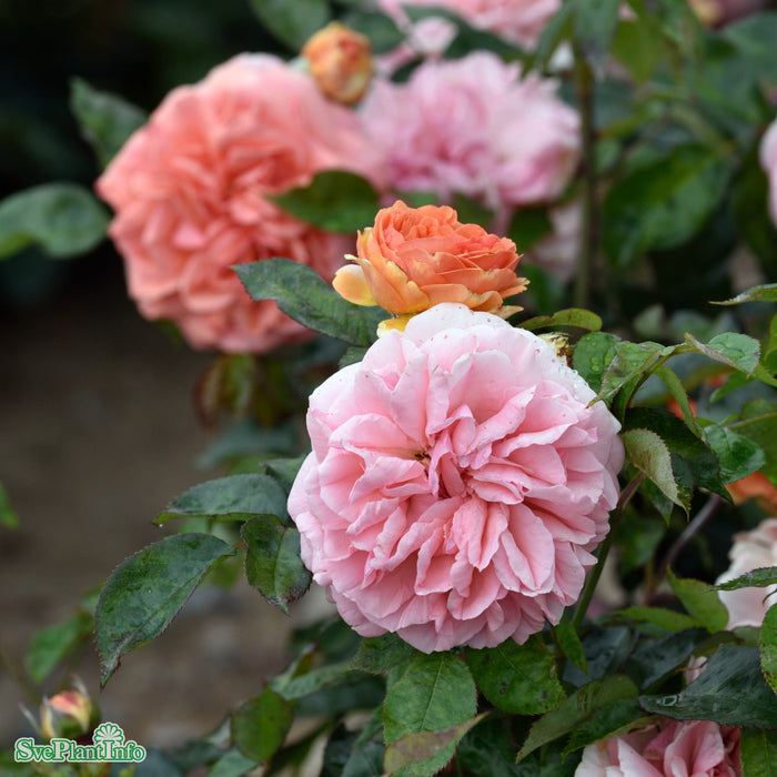 Rosa 'Chippendale' C4
