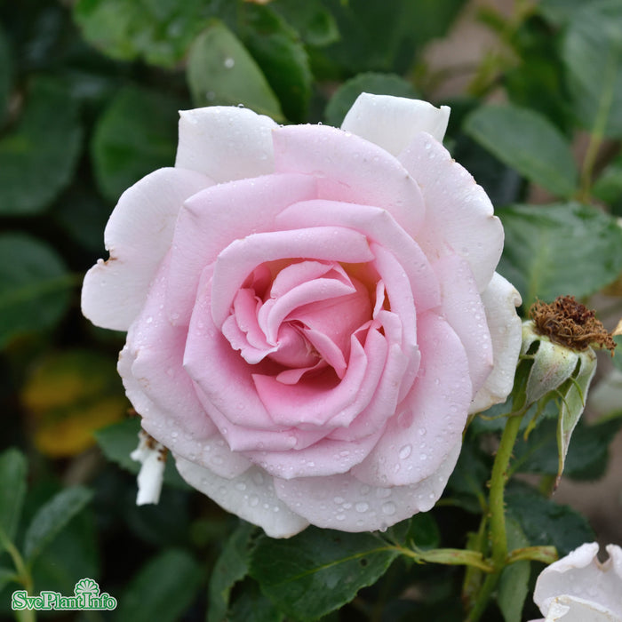 Rosa 'Chloe Renaissance' A kval C4