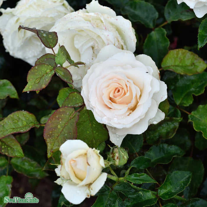 Rosa 'Lina Renaissance' A kval C4