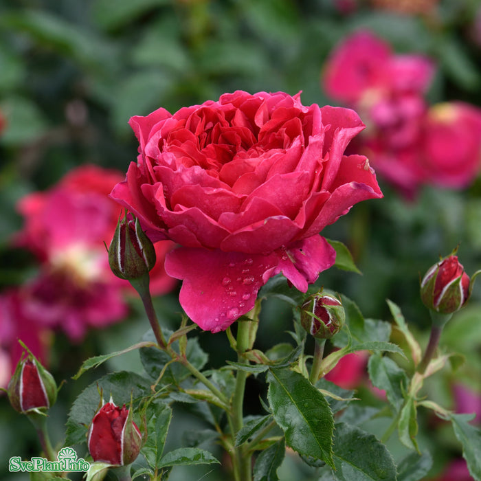 Rosa 'Soul' A kval C4