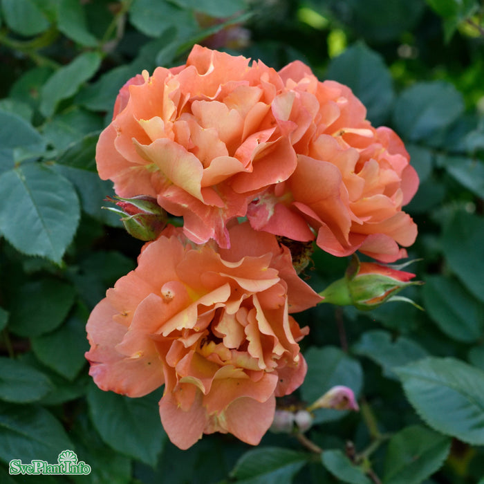Rosa 'Westerland' A-kval C5