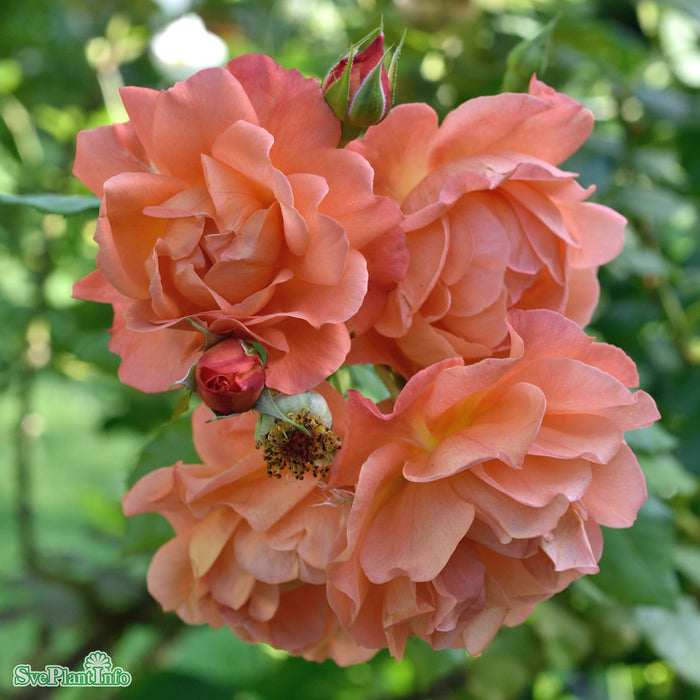 Rosa 'Westerland' A-kval C5
