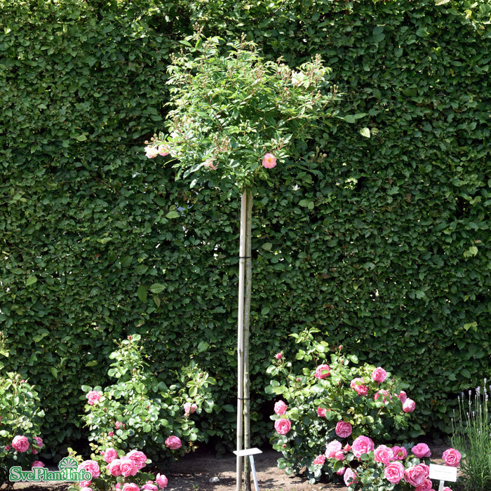 Rosa 'Ghislaine de Féligonde' C4,5