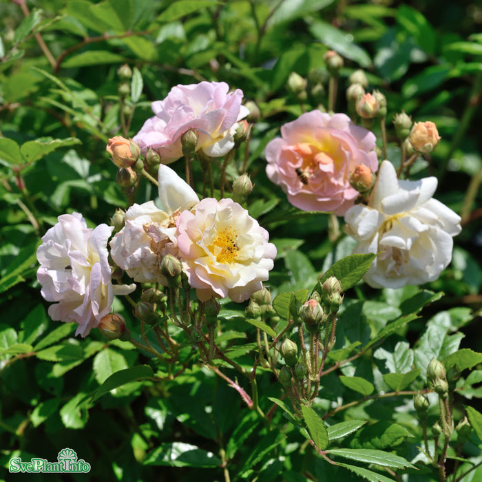 Rosa 'Ghislaine de Féligonde' C4,5